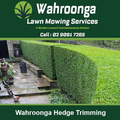 Neatly trimmed green hedges along a paved patio in Wahroonga
