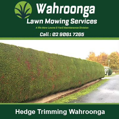 Neatly trimmed hedge running along Wahroonga