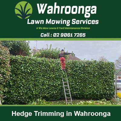 Worker on a ladder trimming a tall green hedge in Wahroonga