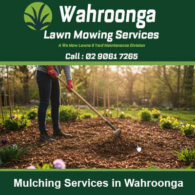 Worker using rake to spread mulch around plant in Wahroonga