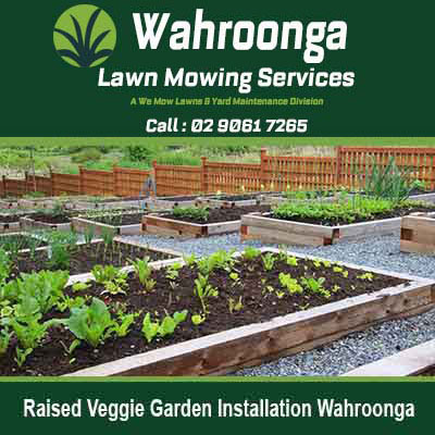 Wooden raised garden beds with vegetables in Wahroonga